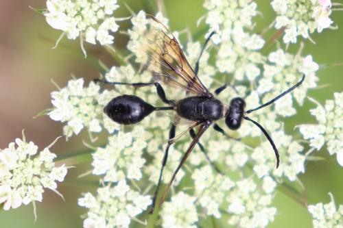 Isodontia mexicana